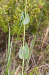 Largeleaf rose gentian